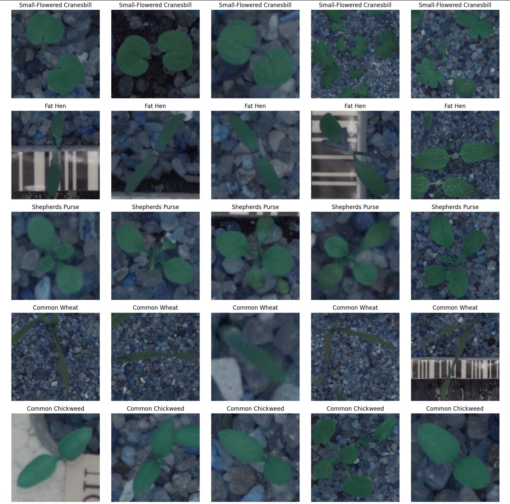 Sample Images from Dataset
